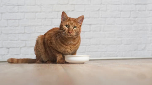 Cat sitting besides a plate