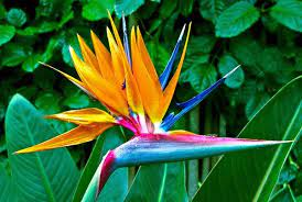 Bird of Paradise, The most beautiful flowers in the World