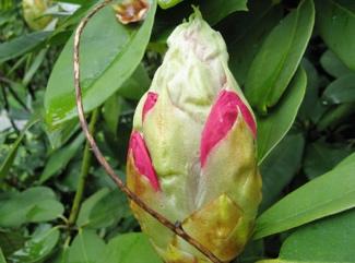 A close-up of a flower

Description automatically generated
