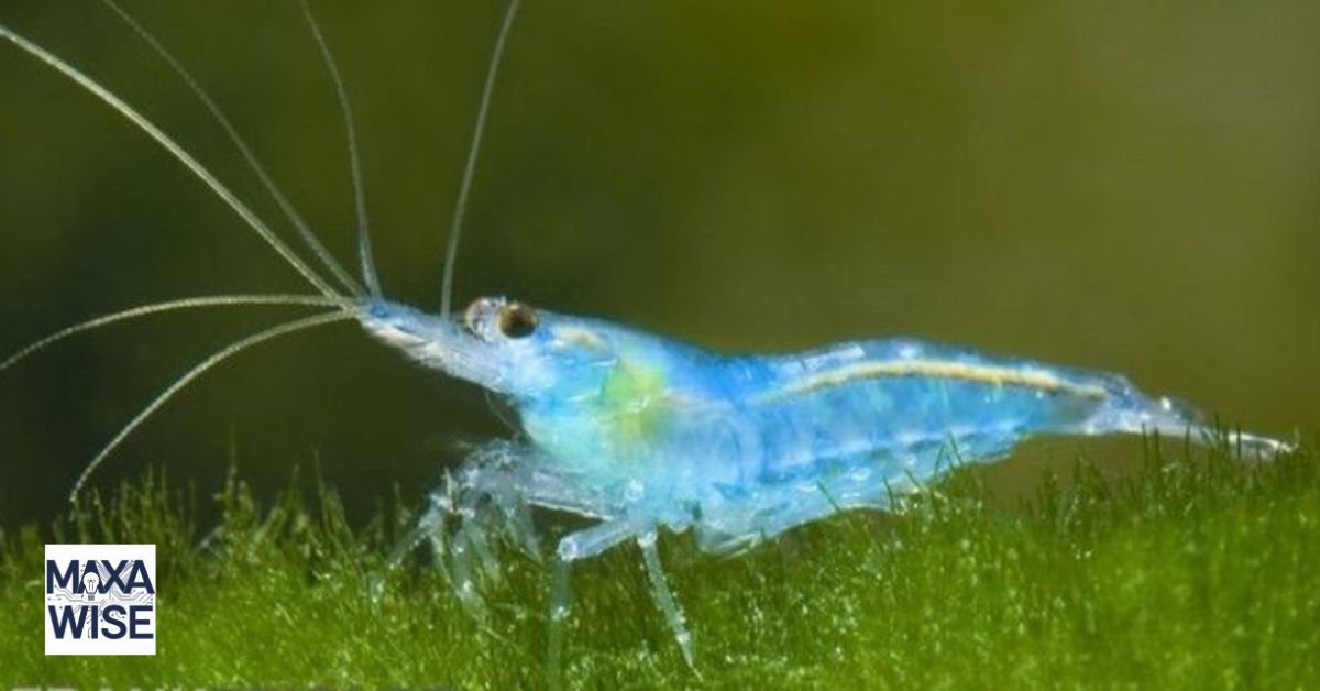 Blue Dream Shrimp