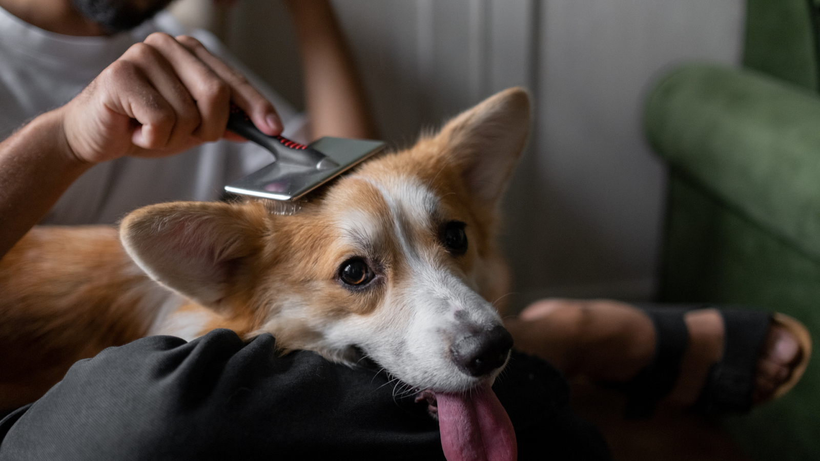 Brushing a dog’s fur to improve coat health and shine.