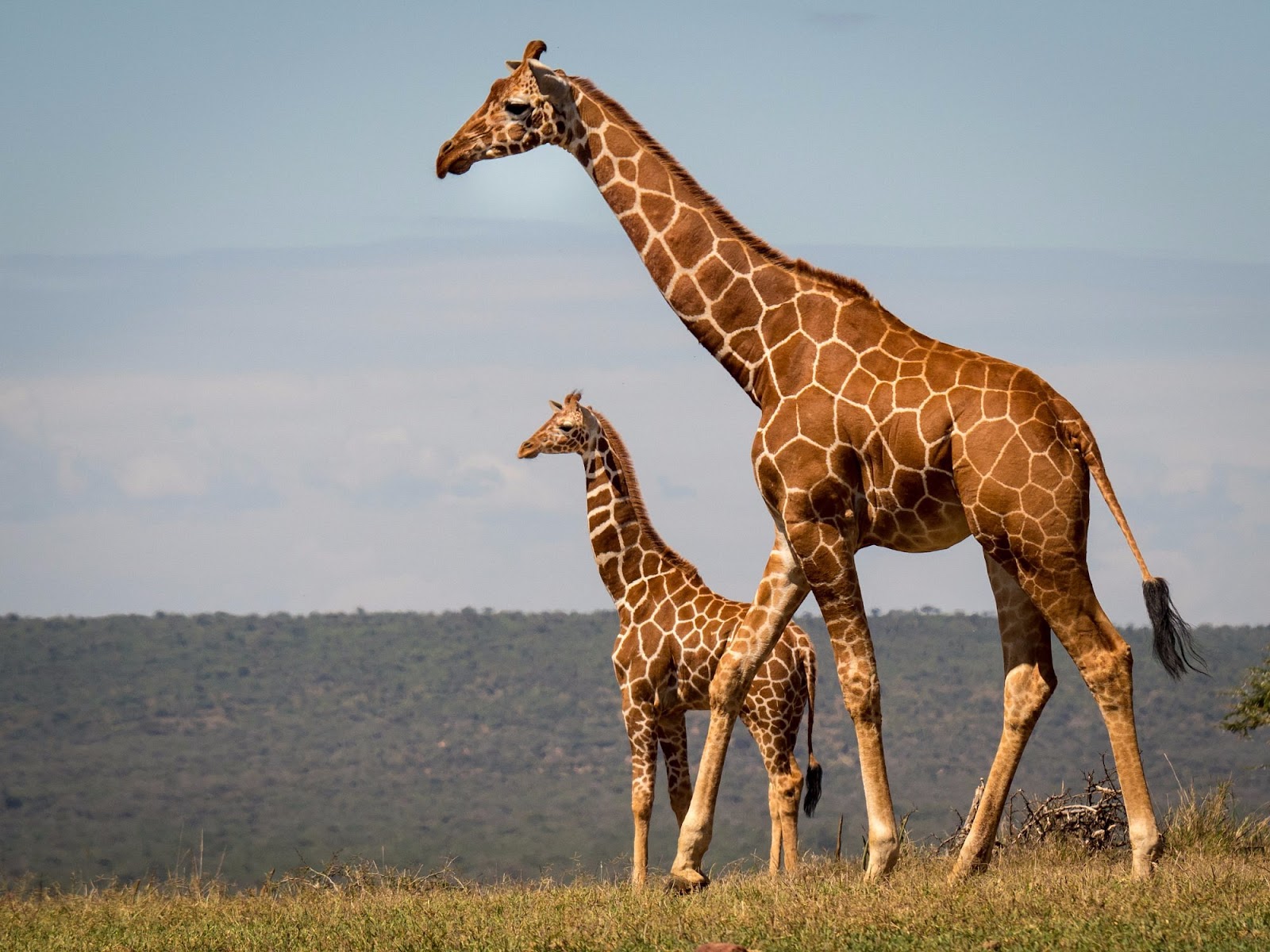 Girrafes spotted during Karisia Walking Safaris