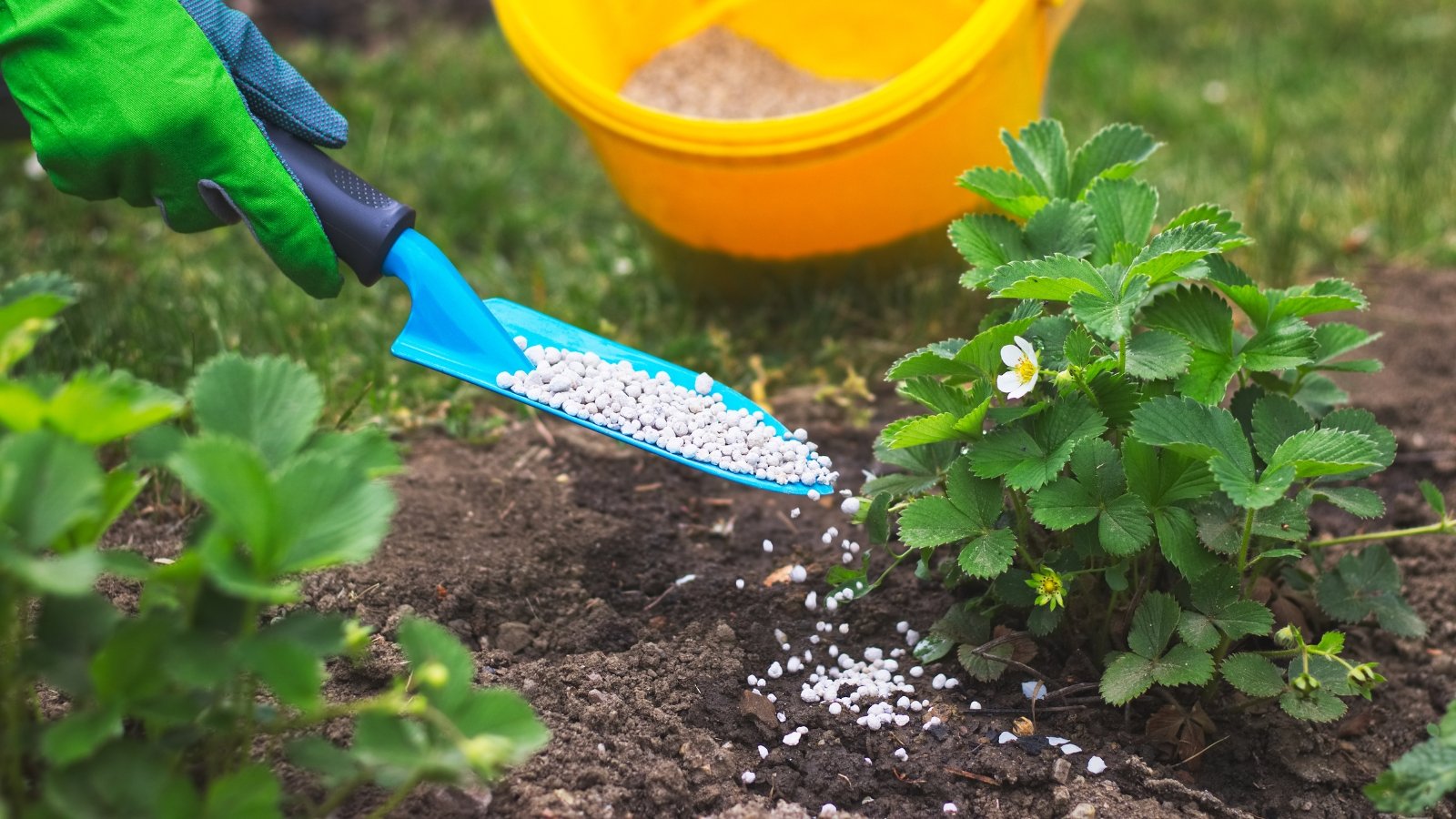 A gloved hand holds a blue shovel spreading white granulated fertilizer on small plants in soil, with a yellow pail of fertilizer in the background.