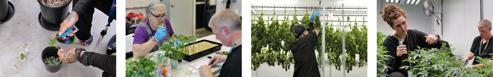 A marijuana cultivator trims a small, bright green clone. | Two marijuana cultivators handle cloned cannabis plants. | A cannabis cultivator hangs cannabis plants in the curing room. | A cannabis cultivator tends to young cannabis plants in the vegetation room at The Source dispensary in Rogers, Arkansas.