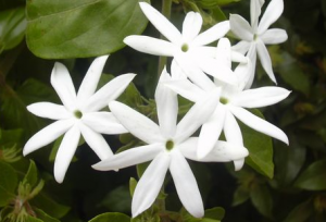 Star Jasmine Flower