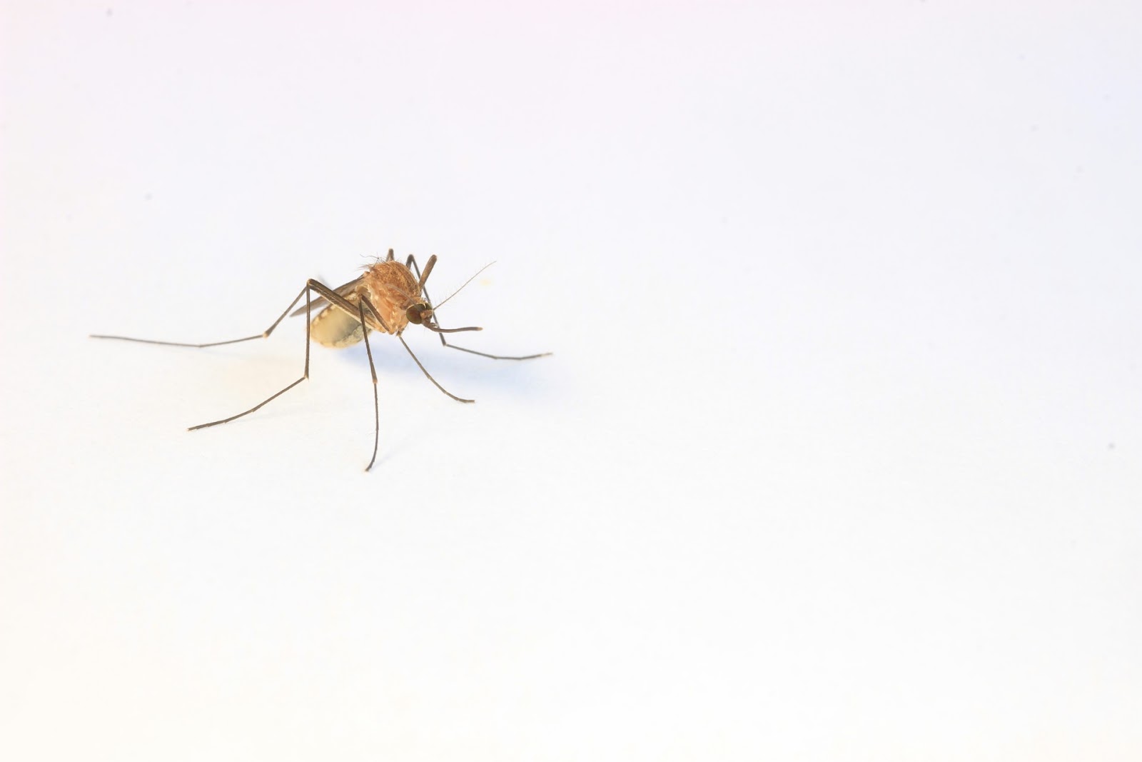 What Mosquitoes Do for the Ecosystem - Envirobug