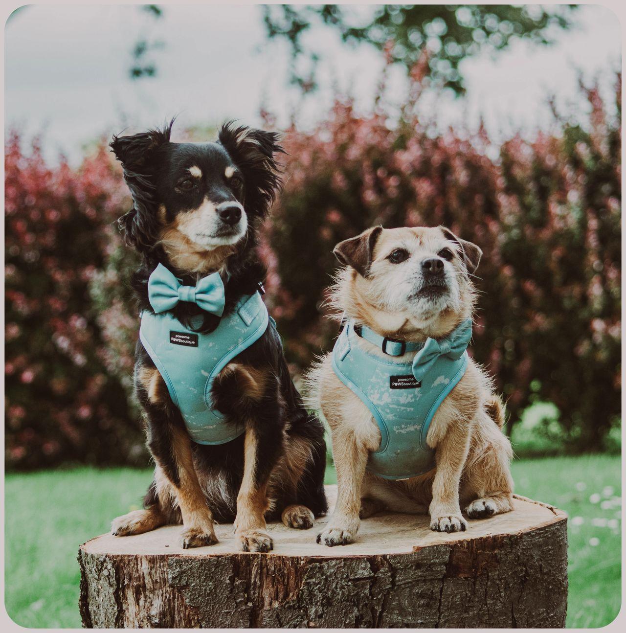 A photo of Rico (kokoni) and Maisy (Jack Russell cross Pug) taken in a cemetery by Photography.Framedit. 