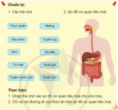 BÀI 15. CƠ QUAN TIÊU HÓAKHỞI ĐỘNGCâu 1: Cùng đoán xem, thức ăn chúng ta ăn hằng ngày qua miệng sẽ đi đâu trong cơ thể.Đáp án chuẩn: Đi đến các bộ phận của cơ quan tiêu hóa như dạ dày, ruột non, ruột già,...1. Các bộ phận chính của cơ quan tiêu hóaCâu 1: Ghép thẻ chữ vào hình.Đáp án chuẩn: Câu 2: Chỉ và nói đường đi của thức ăn trên sơ đồ cơ quan tiêu hóaĐáp án chuẩn: Thức ăn vào miệng rồi xuống thực quản, dạ dày, ruột non và biến thành chất bổ dưỡng. Ở ruột non các chất bổ dưỡng được thấm vào máu đi nuôi cơ thể, các chất bã được đưa xuống ruột già và thải ra ngoài.2. Chức năng của cơ quan tiêu hóaCâu 1: Kể về việc ăn uống hàng ngày của em.Đáp án chuẩn: Em thường không ăn bữa sáng và ăn nhiều thịt vào bữa tối. Câu 2: Em có nhận xét gì về lượng thức ăn được đưa và cơ thể và lượng chất cặn bã thải ra?Đáp án chuẩn: Ít vì ăn ít rau và hoa quả sẽ làm cho việc tiêu hóa trở nên khó khăn hơn.Câu 3: Cơ quan tiêu hóa có chức năng gì?Đáp án chuẩn: Biến đổi thức ăn thành các chất dinh dưỡng nuôi cơ thể, thải các chất cặn bã ra ngoài.3. Bảo vệ cơ quan tiêu hóa