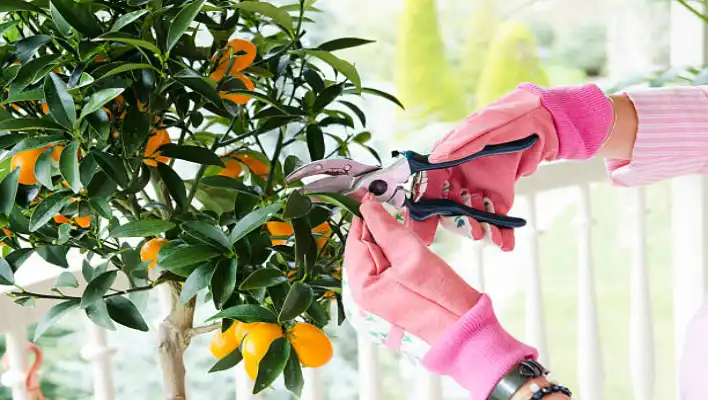 Pruning Kumquat Tree