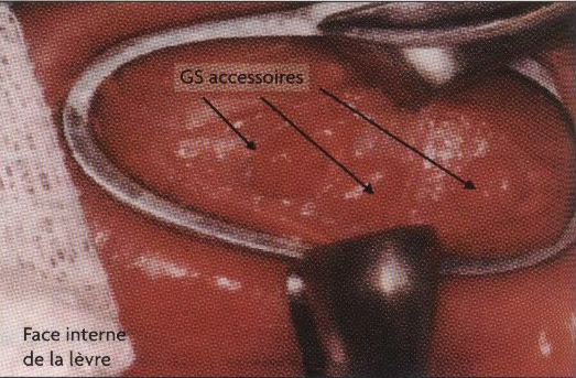 Exámenes biológicos en odontología
