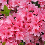 arabic flower names in english
