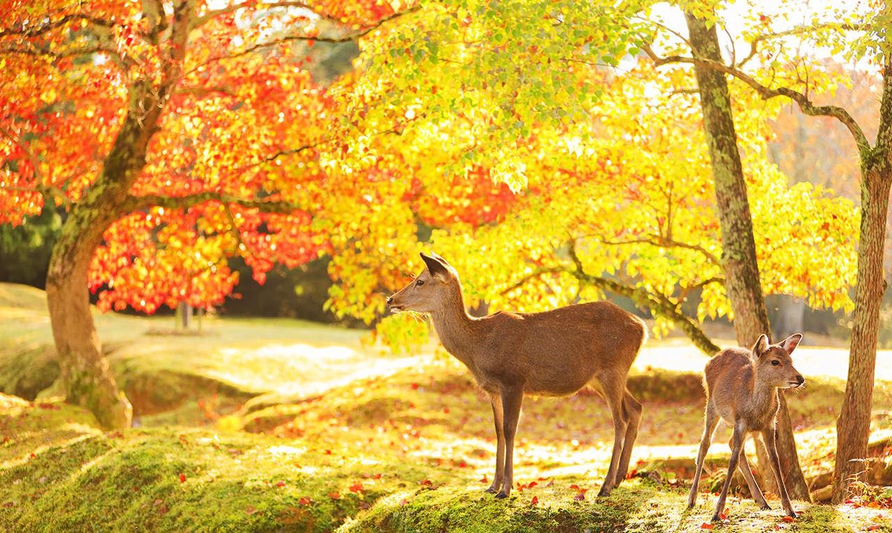 A deer standing on a rock in front of trees  Description automatically generated