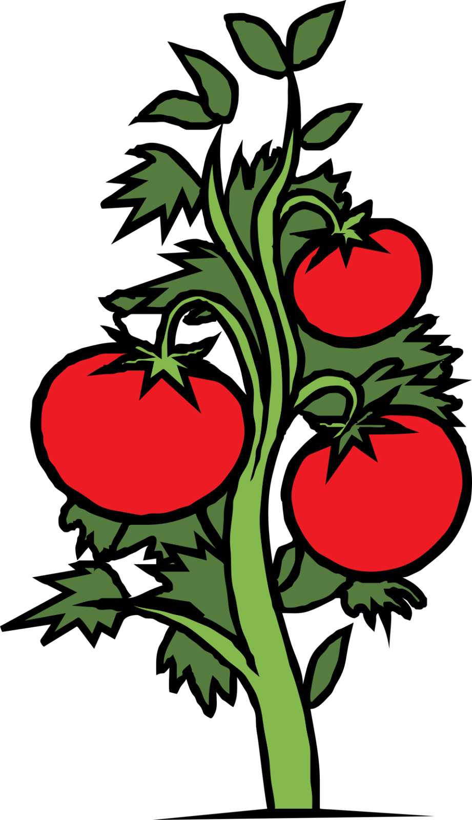 Public Domain Clip Art Image | tomato plant | ID: 13931826018416 ...