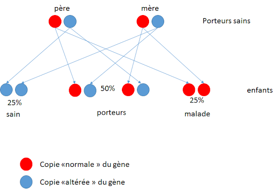 Les bases de la transmission génétique