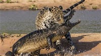 Captionless Image