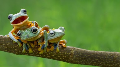 Captionless Image