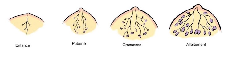 La glande mammaire évolue au cours de la vie, mais s'adapte aussi à la grossesse, à l'allaitement.
