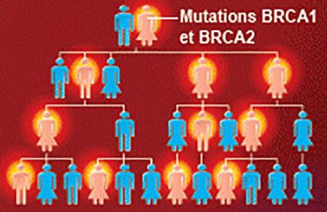 Exemple de transmission de la mutation du gène BRCA1 et 2
