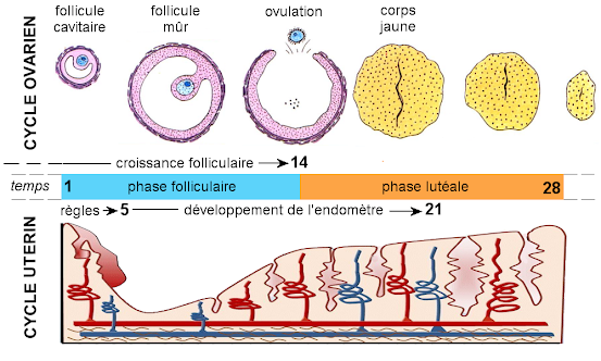 Chaque cycle ovarien occasionne des raz de marée hormonaux