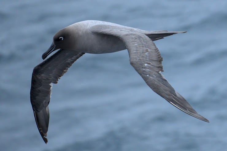(Photo credit: R Guilcas (iNaturalist))