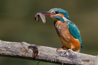 Captionless Image