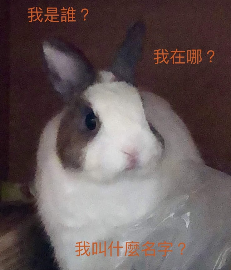 Captionless Image