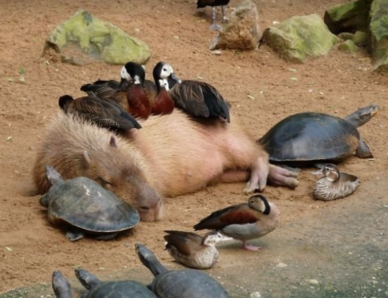 Captionless Image