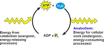 catabolism releases energy from ATP (transforming it to ADP) and anabolism adds energy to ADP (transforming it to ATP)