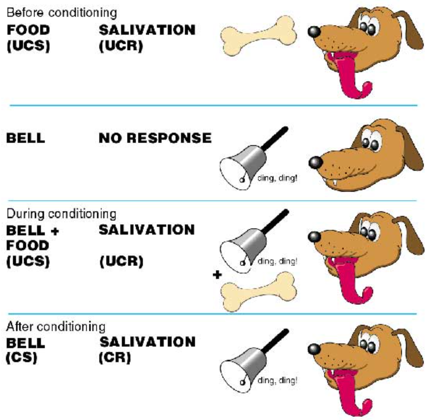 Conditioning Terms with Pavlov's Experiment