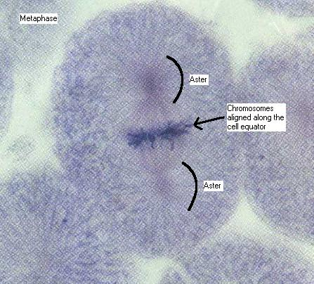 Chromosomes align themselves to divide during mitosis, a type of mechanical work
