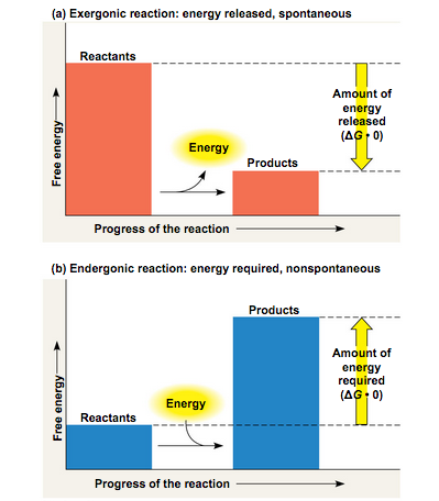 Exergonic reactions release energy (-∆G) and the products have lower energy. Endergonic reactions consume energy (+∆G) and the products have higher energy