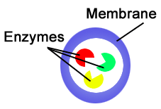 lysosome