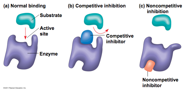 Competitive inhibitors bind at the active site, preventing the substrate from binding. noncompetitive inhibitors bind at an allosteric site, causing the enzyme to change shape and no longer be able to bind to substrate