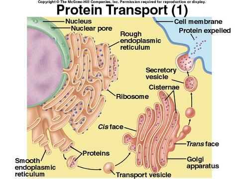 Image result for rough endoplasmic reticulum