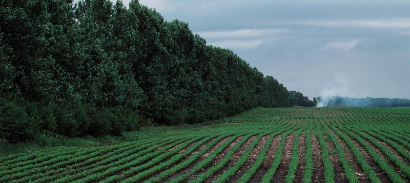 Example of Windbreak