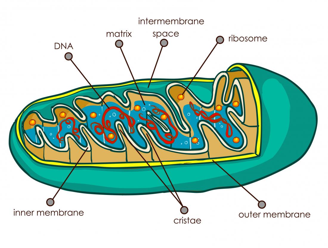 Image result for mitochondria