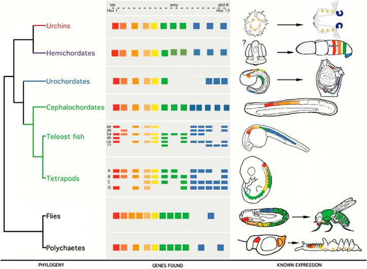 What is different about the square part of the vertebrates (teleost fish and tetrapods) from others? <br />More combinations of genes, more diversity