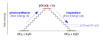 Photosynthesis is an endergonic reaction because it uses  energy to build sugar and O2 out of CO2 and H2O. Respiration is an exergonic reaction because it releases free energy in the breakdown of sugar and O2 into CO2 and H2O