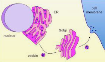Diagram

Description automatically generated