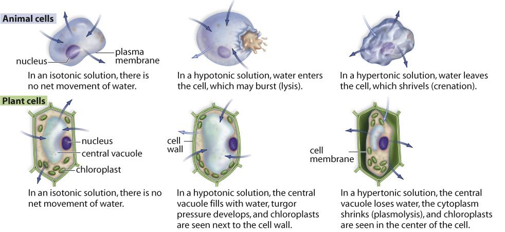 D:\Pictures\Bio12\Ch2\BIO12_2_p73(b).jpg