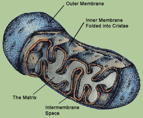 mitochondrion