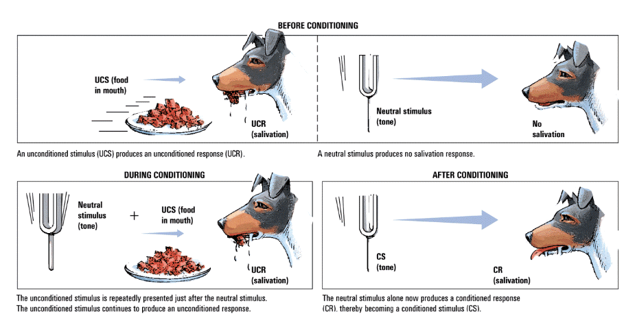 Pavlov's Dog Classical Conditioning Experiment