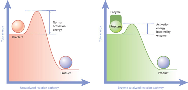 Enzymes lower the activation energy of the reaction