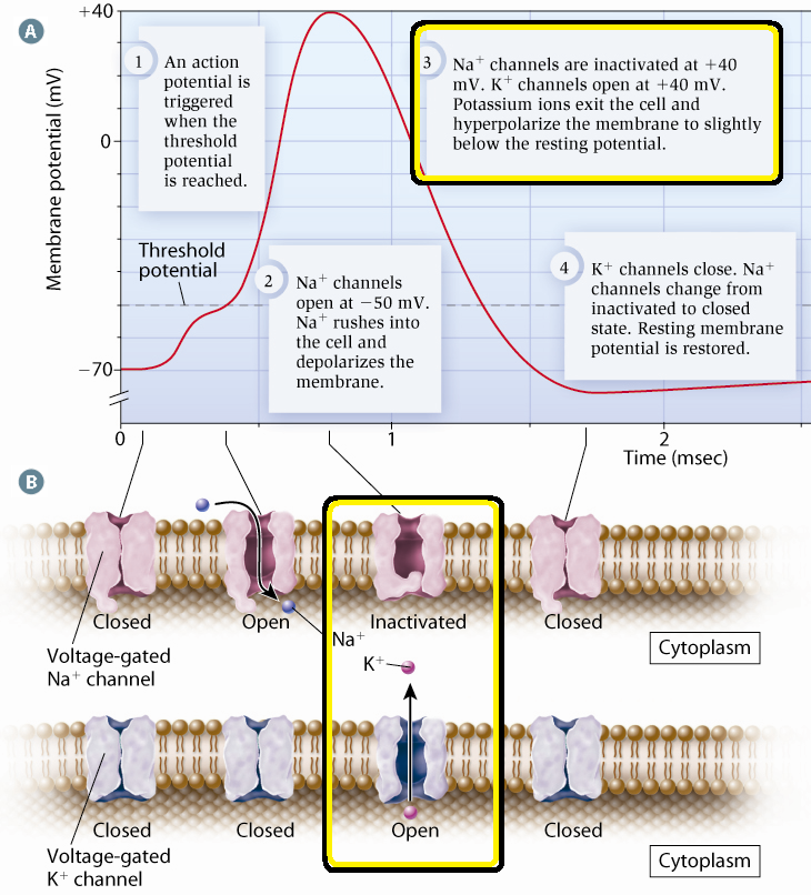 D:\Pictures\Bio12\Ch8\BIO12_p357c.png
