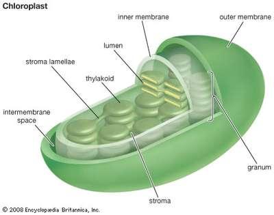 Image result for chloroplast