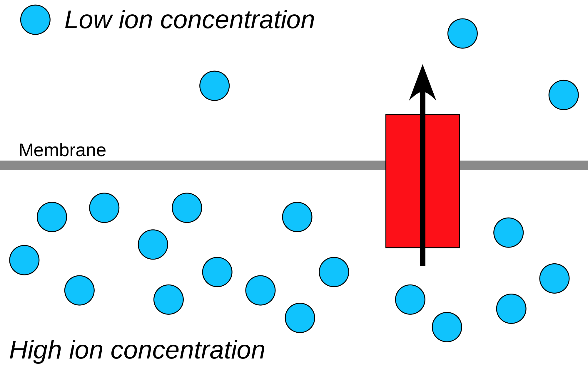 Active transport moves ions across the concentration gradient, a type of transport work