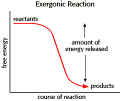 Exergonic reactions release energy; meaning the reactants have a higher free energy than the products; which is a negative ∆G