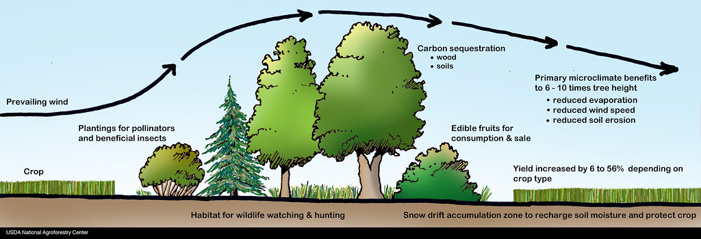 How windbreak is helpful