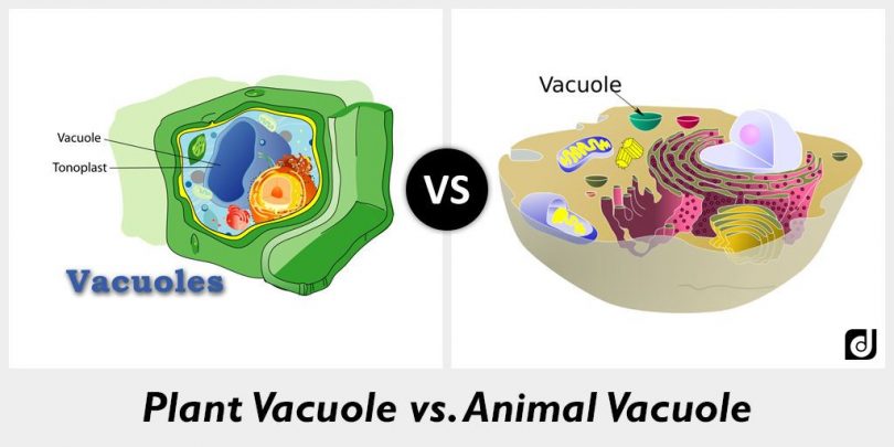 Image result for plant cell vacuole