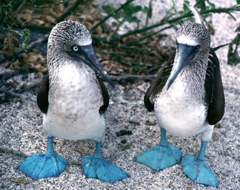 In the blue-footed booby, males perform a high-step dance that calls the female’s attention to the male’s bright blue feet